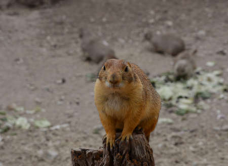 Close up of prairie dog perched on a tree stump
