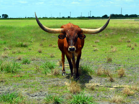 Forward view of brown Texas Longhorn with huge hornsの写真素材