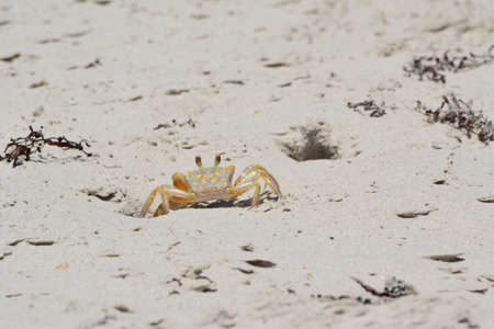 Ghost crab walking on sand