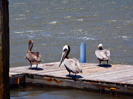 Three Gulf Pelicans standing on a dockの写真素材