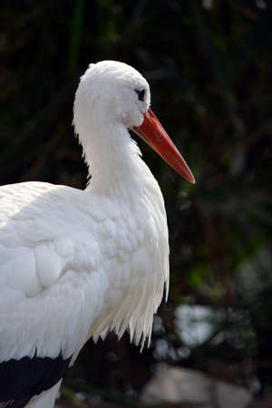 European white sstork looking away
