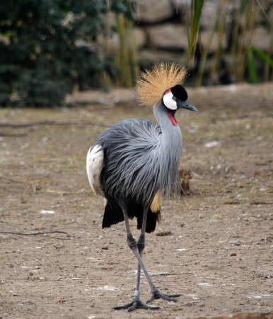 Grey Crowned Crane standing with its legs crossedの写真素材