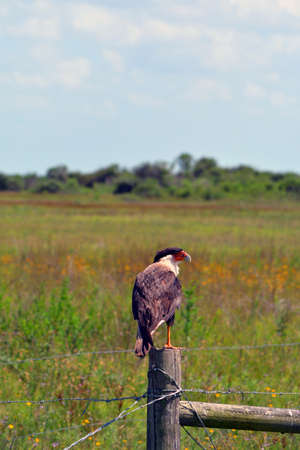 Caracara bird perched on a fence postの写真素材