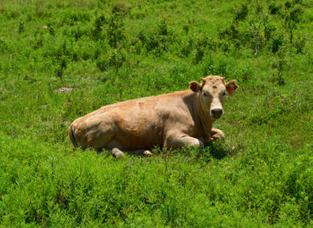 Young Tan Cow Laying in green fieldの写真素材