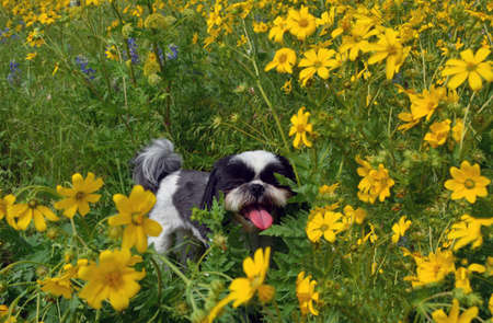 Smiling Shih Tzu running through yellow flowersの写真素材