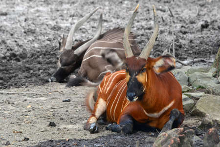 Bright orange Bongo steer laying in rockの写真素材
