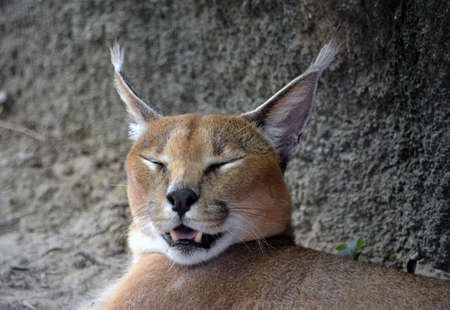 Close up of Caracal cat faceの写真素材