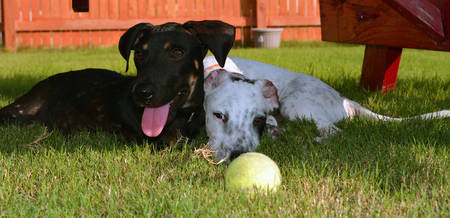 Two Dachshund mix puppies laying in the grass