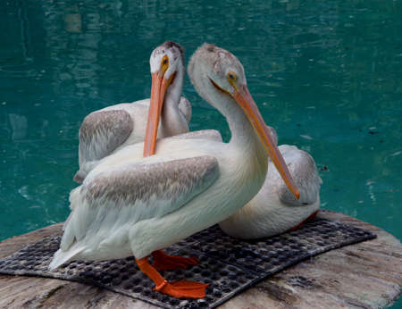 Group of three pelicans standing on a platform in a pondの写真素材
