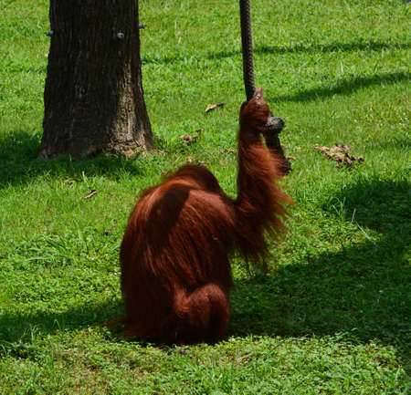 Orangutan with his back turned holding a ropeの写真素材