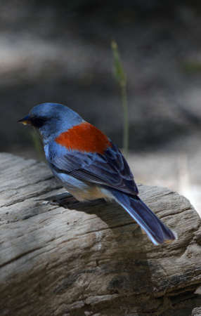 Red Backed Junco bird on a logの写真素材