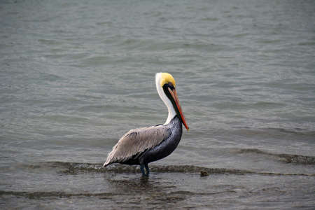 Pelican stading in shallow tide waterの写真素材
