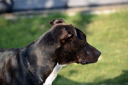 Side view of Pitbull head and faceの写真素材