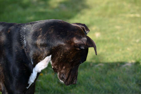 Close up of pitbull dog looking down curiouslyの写真素材
