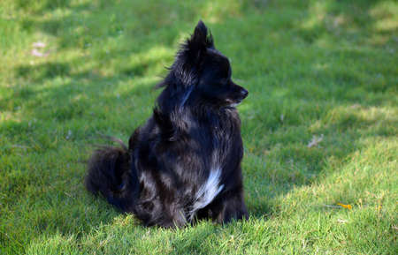 Black Pomeranian sitting in grass