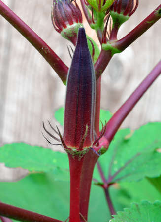 Crimson colored Okra growing on plantの写真素材