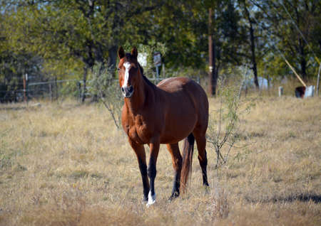 Brown horse with one white foot standing in a fieldの写真素材
