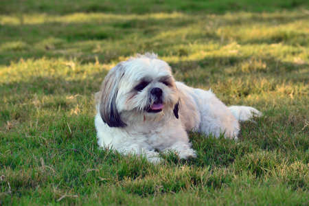Shih Tzu dog laying in grassの写真素材