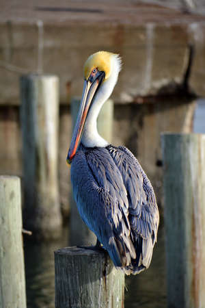 Brown Pelican perched on a wood postの写真素材