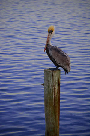 Pelican perched on Wooden Pole in the waterの写真素材