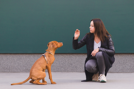 The girl is training the puppy on a dark background. The dog and the owner play against the background of the wall.の写真素材