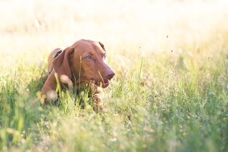 Portrait of a beautiful young dog lying in the grass on a sunny day. A brown cute dog lays in a park...