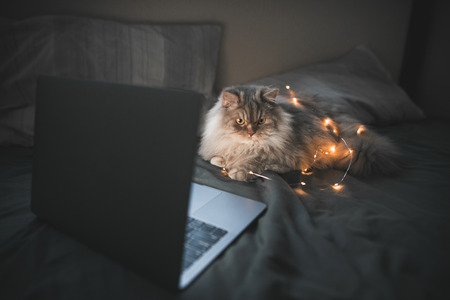 Fluffy gray cat is lying around a laptop and lights on a bed with dark bedding, looking sideways. Pet ,cat and laptop on bed in the bedroom in the evening.の写真素材