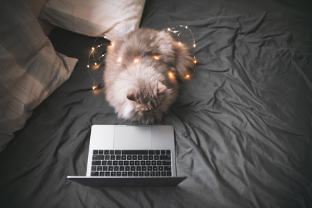 A gray fluffy cat in the garland lays on a dark bed near the pillows and looks at the laptop screen. A laptop and a pet on the bed at home. Cats concept.の写真素材