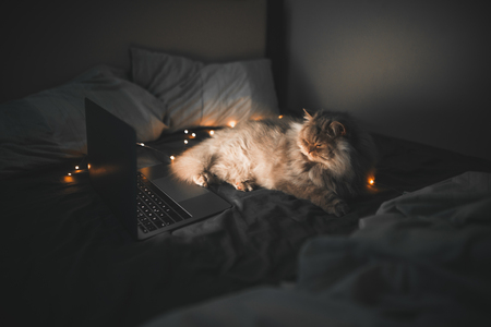 Sleeping gray cat lays on the bed in the cozy room, looks at the laptop screen and closes his eyes.Cat and a laptop in the bedroom on the bed. Kitten watches a movie on the laptop screen and sleepsの写真素材