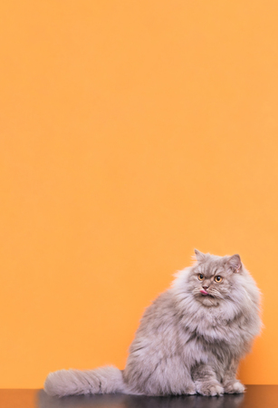 Gray fluffy cat lies on a pink pastel background, licked and looks up on copyspace. Cat is lying and washed, isolated on a pink background. Pets concept. Copyspaceの写真素材