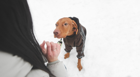 Young girl playing with a dog on a snowy winter day. Walking with the dog in the winter season....