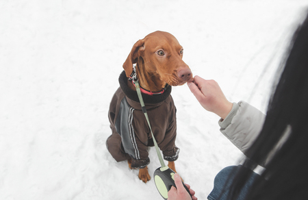 Beautiful dog in a jacket and a leash plays with a snowball in the winter season. Dog, girl's hand and copyspace to the left. Winter games on the street with a dog in the snowの写真素材