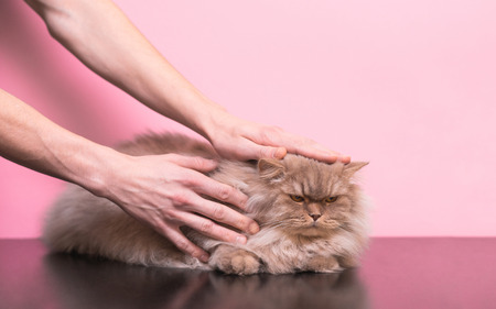 Men's hands stroke an evil cat on a pink background. Man stroking a cat, a cat does not like it. Cats do not like when stroking itの写真素材