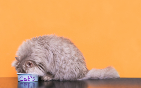 Portrait of a fluffy cat that eats pet food on a pink background. Plate with food and a gray adult cat that eats food for cats, isolated on a orange pastel background.の写真素材