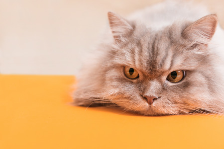 Close-up photo of a fluffy cat on an orange background. Thoughtful cat is lying and looking sideways on copyspace.の写真素材