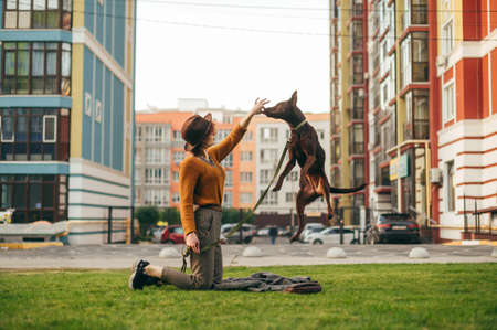 Stylish lady in vintage clothes rubs the dog on the lawn in the yard, the dog leaps into the owner's hands on a leash. Playful dog with a female owner having fun on the grass in the neighborhood yardの写真素材