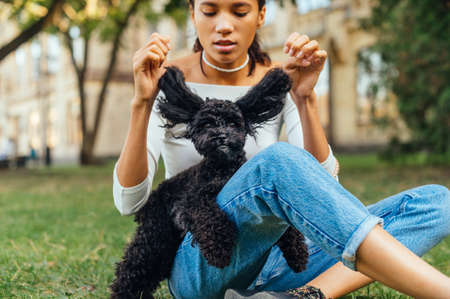 Cute woman playing with a funny black little dog sitting on the grass in the park, raises his ears with his hands up, pet looks at the camera.の写真素材