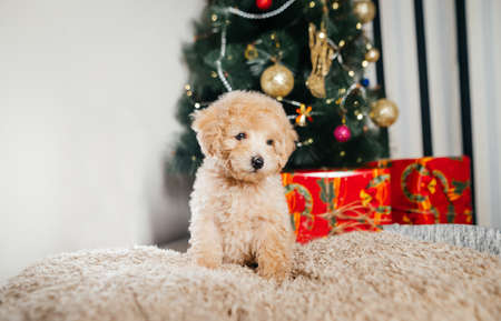 Funny light puppy breed toy poodle sitting on a blanket under the Christmas tree on a background of boxes with gifts. Christmas and New Year.の写真素材