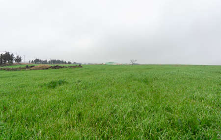 summer field landscape in jeju island, south korea