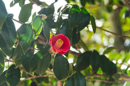 Camellia japonica is a species of flowering plant in the genus Camellia.の写真素材