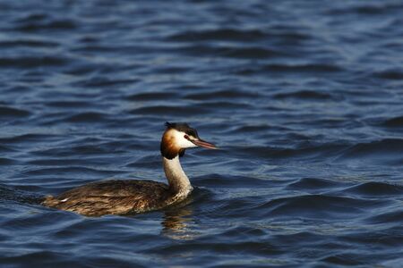 Beautiful duck on a lake