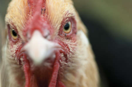 Chicken head close upの写真素材