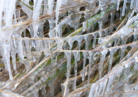 Icicles cover reeds at winterの写真素材