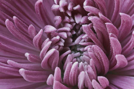 Pink Chrysanthemum close upの写真素材