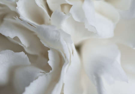 White carnation close upの写真素材
