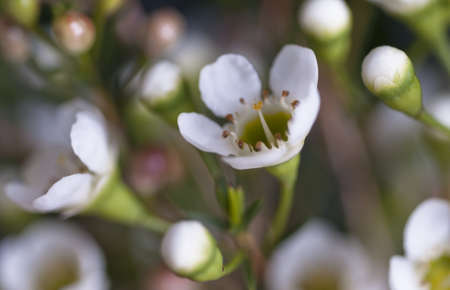 White spring flower close upの写真素材