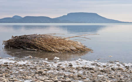 Lake Balaton at winter with reedの写真素材