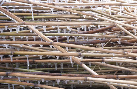 Icicles on reeds at winterの写真素材