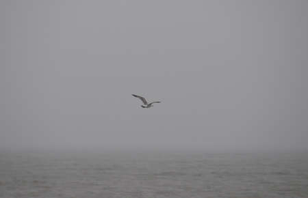 Seagull flying aloneの写真素材