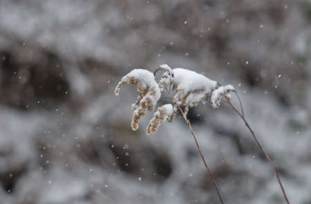 Snow covered dry weed at snowfallの写真素材